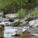 Serene stream and rocks in lush forest setting at daytime, perfect for nature themes.
